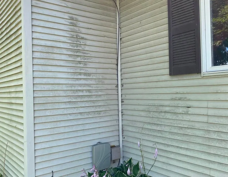 Heavy green algae growth on siding before treatment